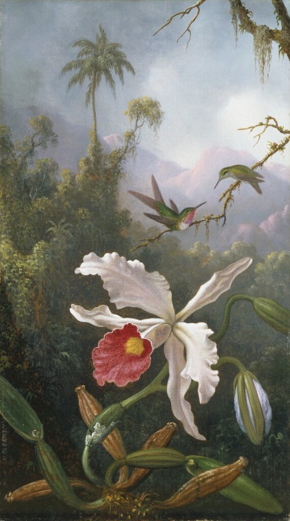 birds in art: Martin Johnson Heade, Two Hummingbirds above a White Orchid, c. 1875-1890, Amon Carter Museum, Fort Worth, TX, USA.
