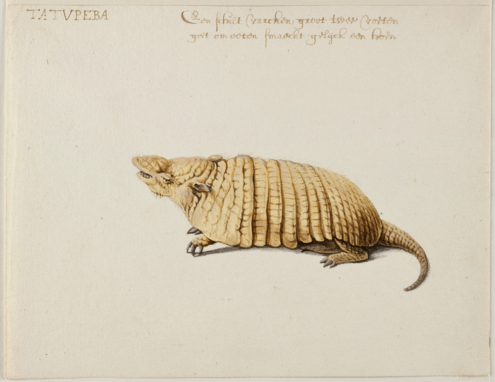 Frans Post: Frans Post, Six-banded Armadillo (Yellow Armadillo), c. 1638-1644, watercolor and gouache, with pen and gray ink, over graphite, Noord-Hollands Archief, Haarlem, Netherlands. Courtesy of Rijksmuseum/Altertuemliches.
