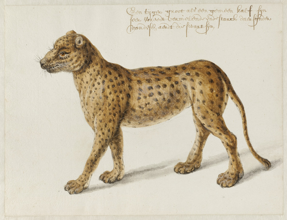 Frans Post: Frans Post, Jaguar, c. 1638-1643, watercolor and gouache, with pen and gray ink, over graphite, Noord-Hollands Archief, Haarlem, Netherlands. Courtesy of Rijksmuseum/Altertuemliches.
