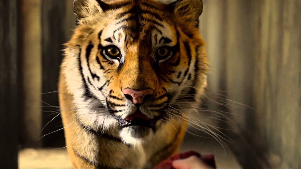 chinese new year tiger: Movie still from Life of Pi, directed by Ang Lee, 2012. 20th Century Fox.

