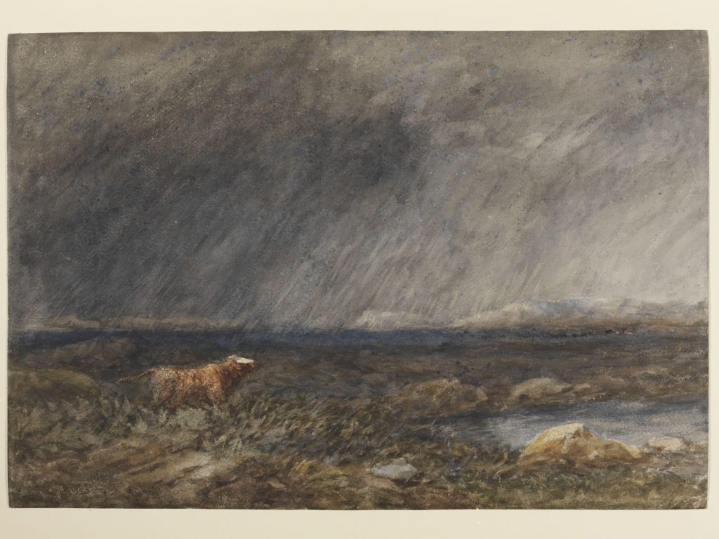 Rain in Art: David Cox (the Elder), The Challenge: A Bull in a Storm on a Moor, ca. 1850.