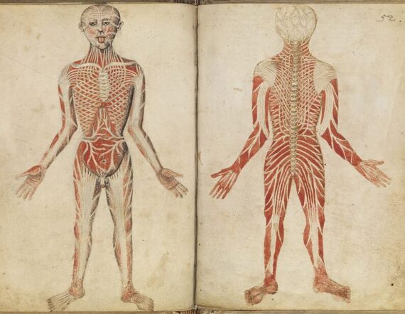 anatomy in art: Claudius Galen, Muscles Man, c. 131-201, Wellcome Foundation, London, UK.
