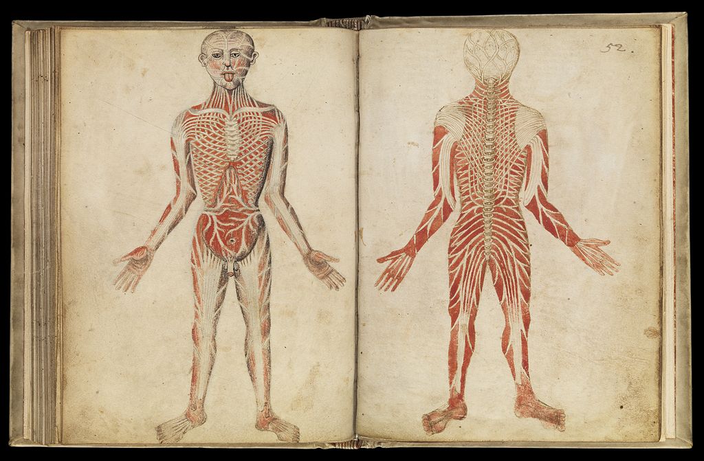anatomy in art: Claudius Galen, Muscles Man, c131-201, Wellcome Foundation, London, UK