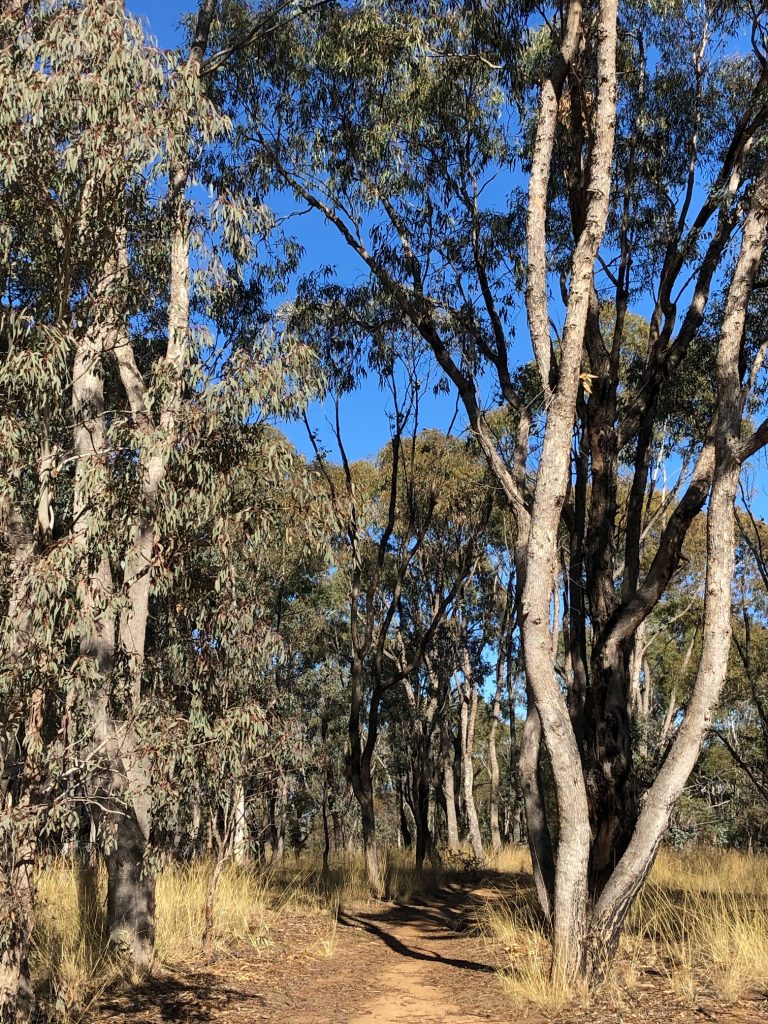 australian art: Common Australian bush track, 2021, Canberra ACT, Australia. Photo by the author.
