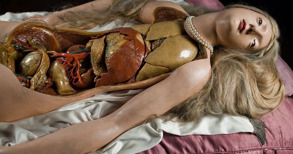 anatomy, Anatomical Venus