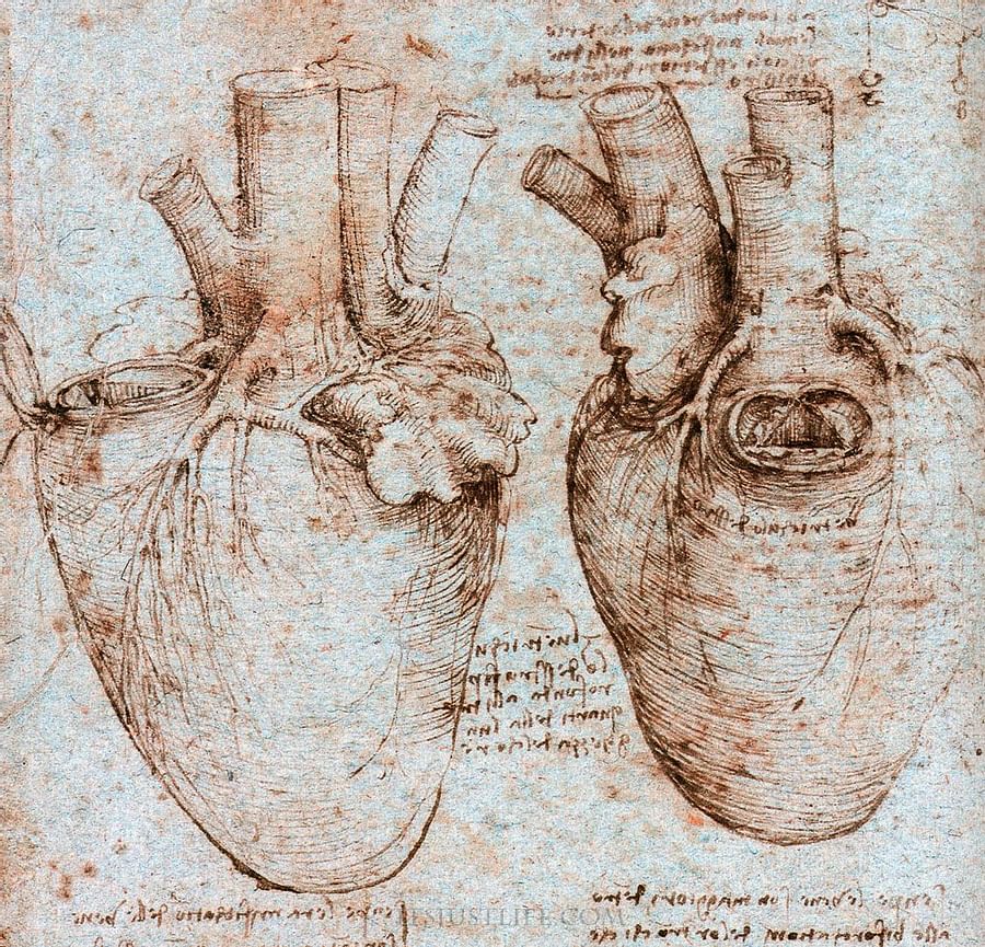 anatomy in art: Leonardo da Vinci, The Heart and Its Blood Vessels, c. 1510, Stanford University, California, USA.
