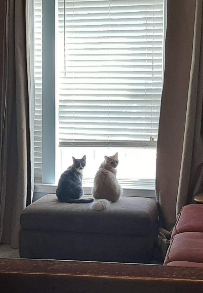 Two cute cats looking out a window