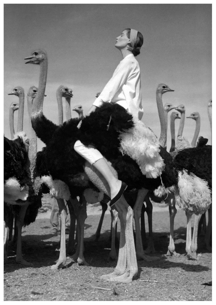 Fashion Photographers, Norman Parkinson, Wenda and ostriches, 1951