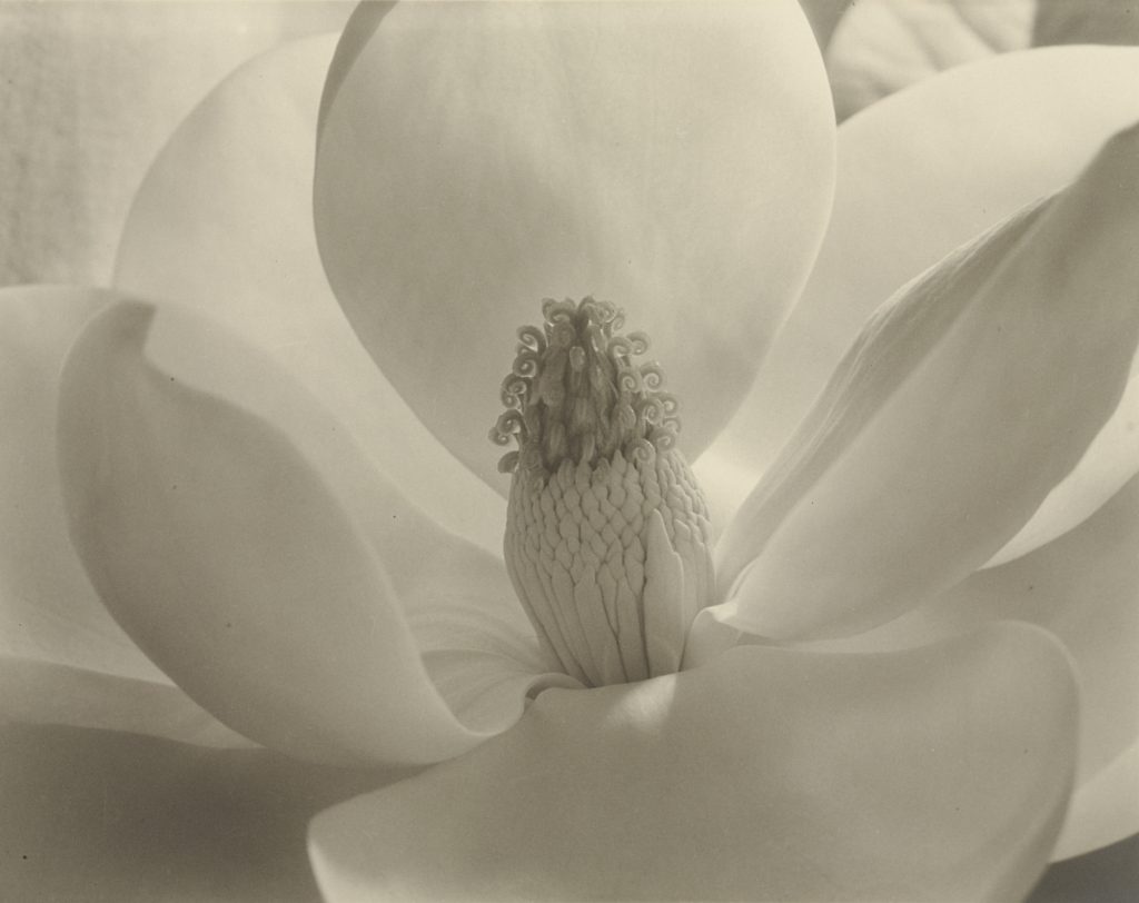 female photographers: Imogen Cunningham, Magnolia Blossom, 1925, Museum of Modern Art, New York, NY, USA. Museum’s website.
