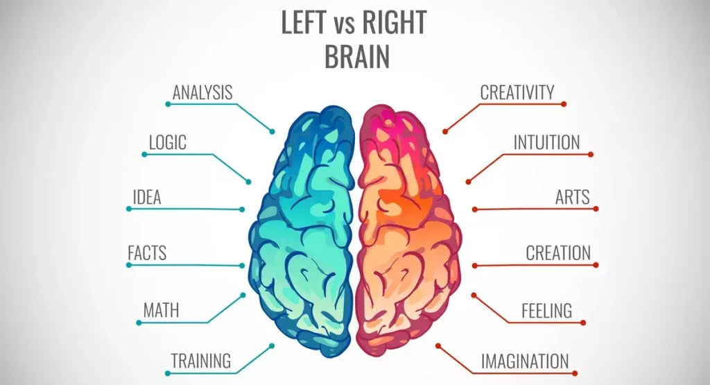 Left-handed artists: A graph showing “myth” of the right and left brain. CGBear/Shutterstock.
