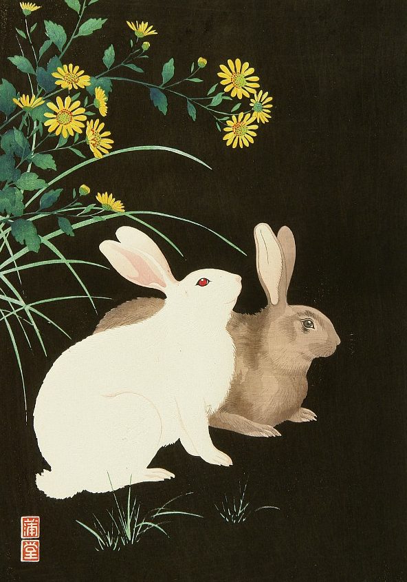 Two rabbits on the black bacground. One is white, the other one is brown. In the upper left side we can see the yellow flowers.