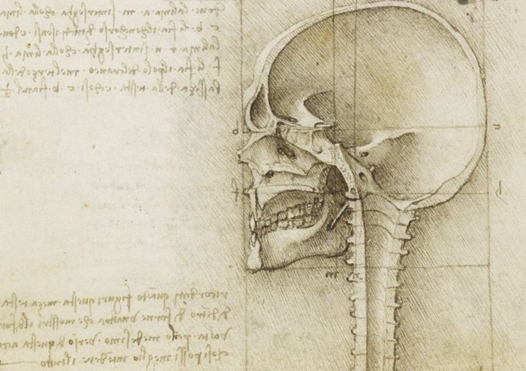 medical illustration: Leonardo da Vinci, The Skull Sectioned, 1489, Royal Collection Trust, UK. Detail.
