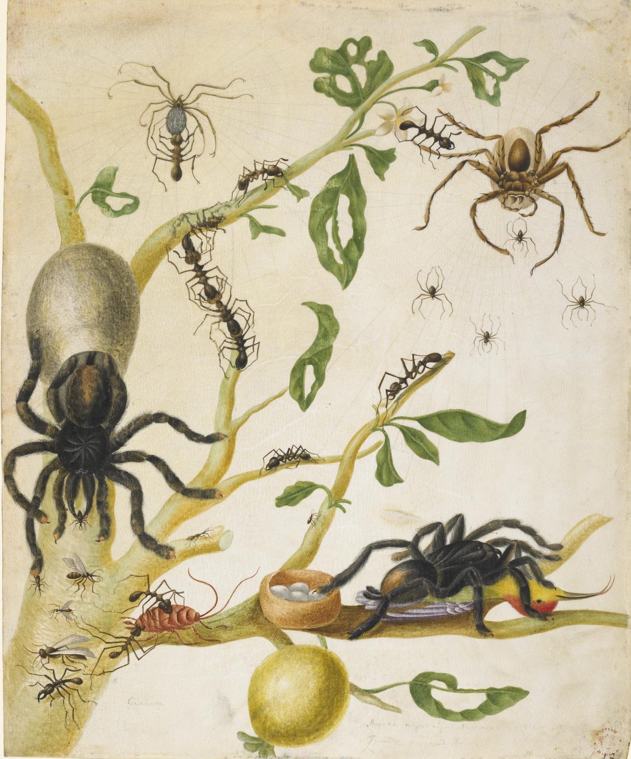 Maria Sibylla Merian: A Revolutionary Scientist | DailyArt Magazine