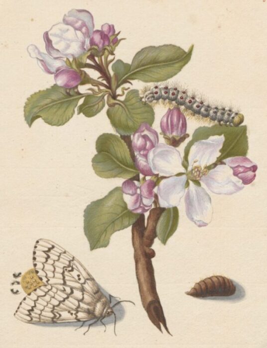 Maria Sibylla Merian: Maria Sibylla Merian, Plate 18 from The Caterpillars’ Marvellous Transformation and Strange Floral Food, An apple blossom, a gypsy moth laying eggs, and caterpillar hatch, 1679. Art Herstory.
