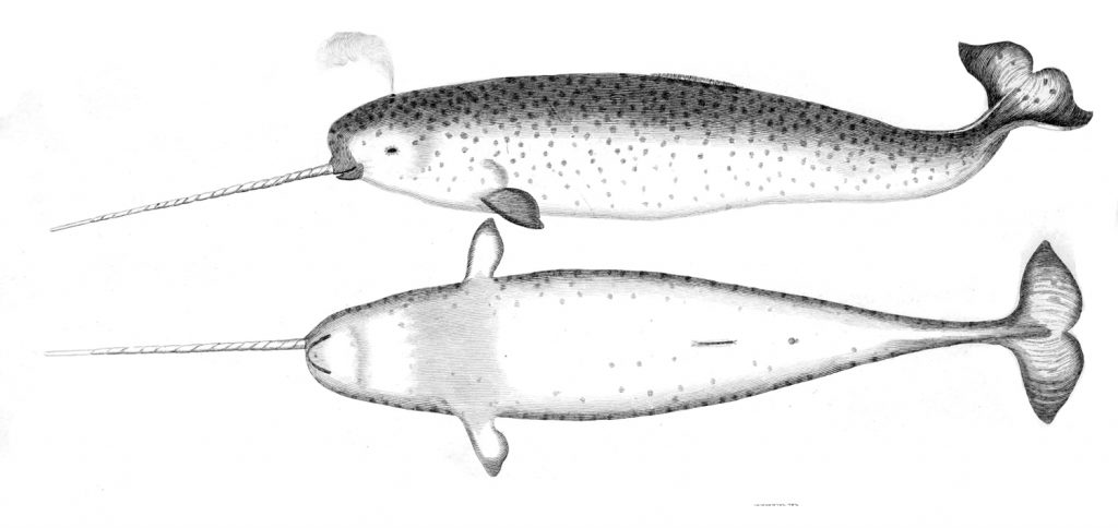 Unicorns in art: Male Narwhal or Unicorn. Greenland Shark. (Monodon monoceros), illustration from An account of the Arctic Regions with a History and Description of the Northern Whale-Fishery by Scoresby William. Wikimedia Commons (public domain).
