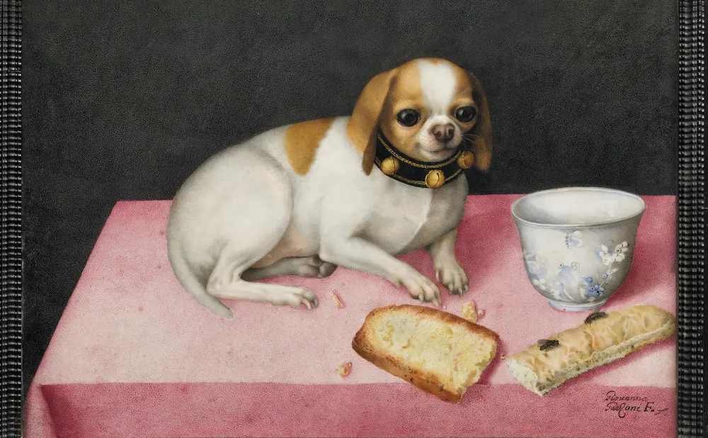 Baroque Female Painters: 5 Greatest Baroque Female Painters: Giovanna Garzoni, Dog with a Biscuit and a Chinese Cup, ca. 1640. Palazzo Pitti, Florence, Italy.
