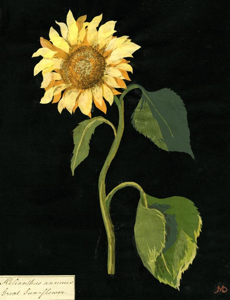 Mary Delany: Mary Delany, Helianthus Annuss (Great Sun-Flower), 1772-1782, The British Museum, London, UK.
