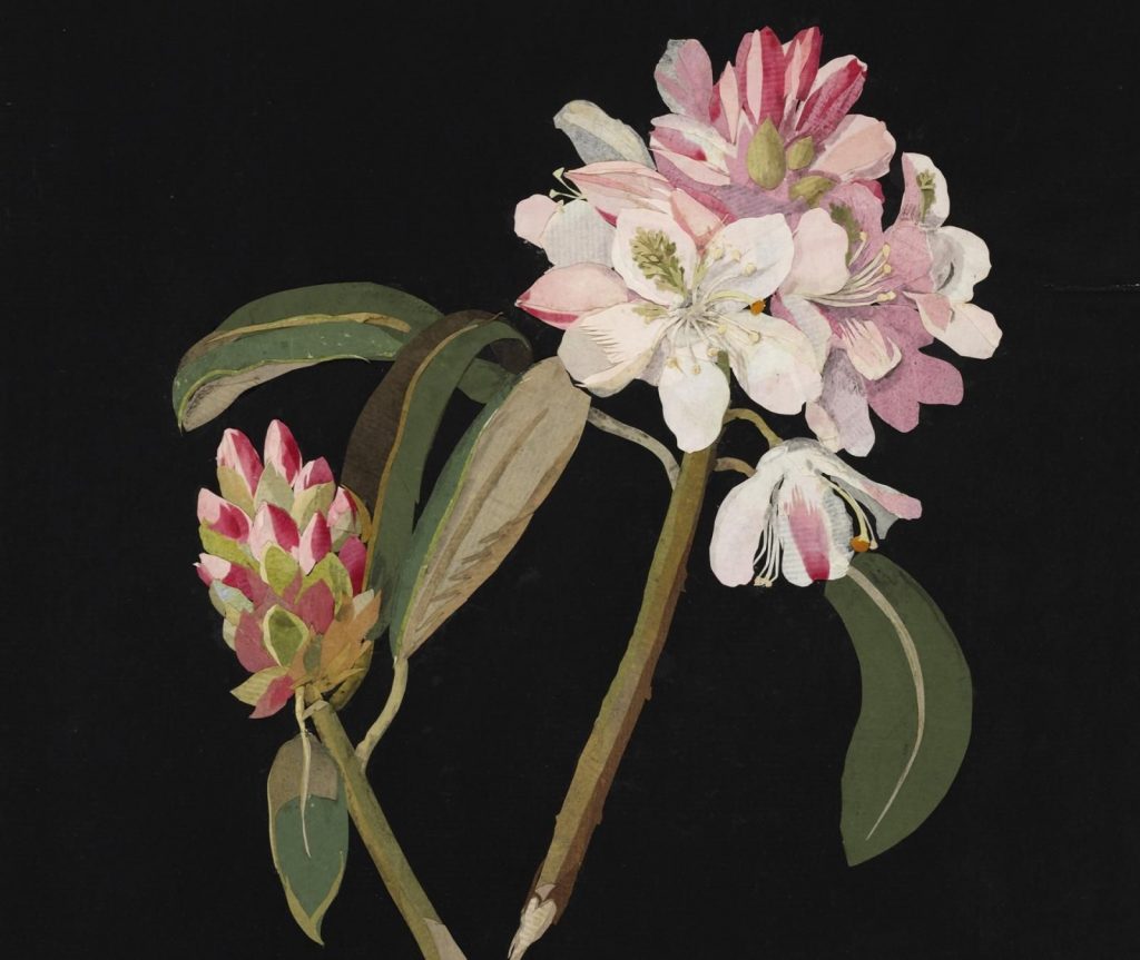 Mary Delany: Mary Delany, Rhododendron Maximum, 1778, The British Museum, London, UK.
