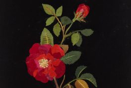 Mary Delany, Rosa Gallica, 1782