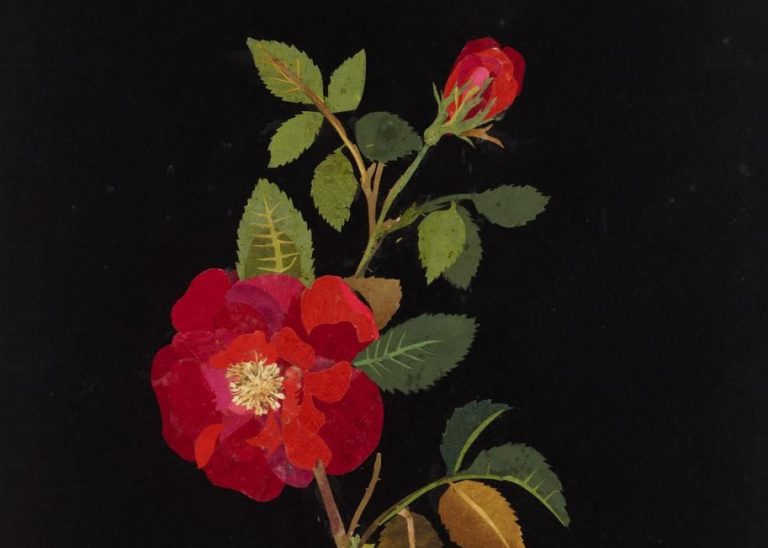 Mary Delany: Mary Delany, Rosa Gallica, 1782, The British Museum, London, UK. Detail.
