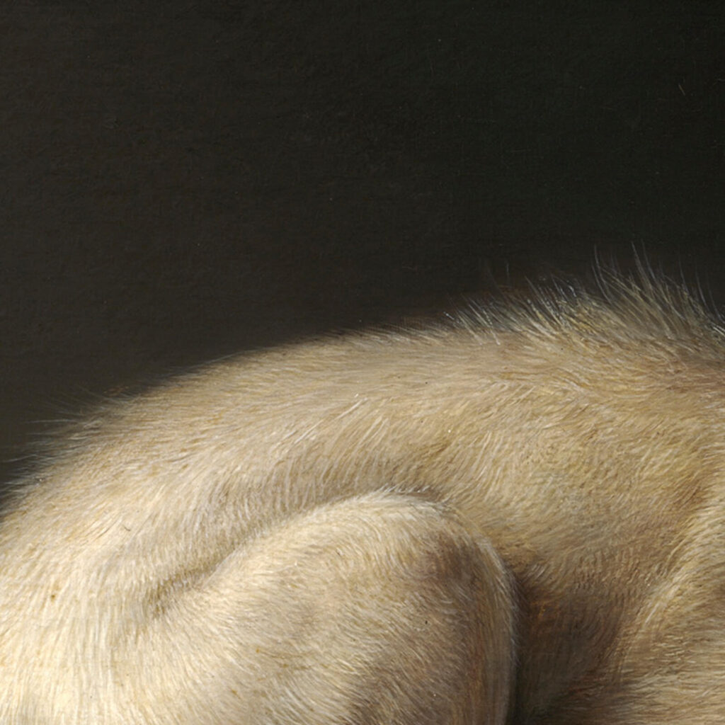 Gerrit Dou dog at rest: Gerrit Dou, Dog at Rest, 1650, Museum of Fine Arts, Boston, MA, USA. Detail.
