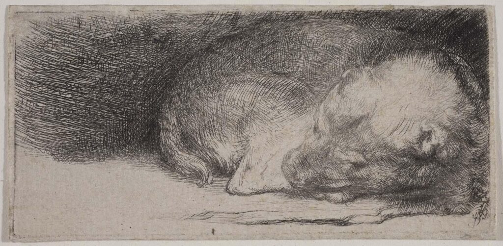 Gerrit Dou dog at rest: Rembrandt Harmensz van Rijn, Sleeping Puppy, ca 1640, Museum of Fine Arts, Boston, MA, USA.
