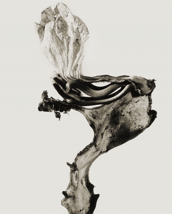 Artificial Intelligence artists: Joan Fontcuberta, Herbarium: Guillumeta polymorpha, 1983. àngels barcelona.
