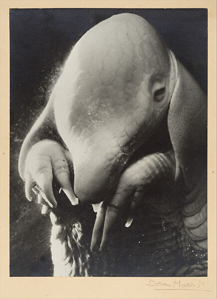 quiz women of surrealism: Père Ubu, 1936, Metropolitan Museum of Art, New York City, NY, USA. Museum’s website. 