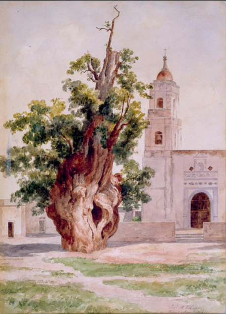 José María Velasco: José María Velasco, Árbol de la Noche Triste, 1910, Museo Nacional de Arte, Mexico City, Mexico.
