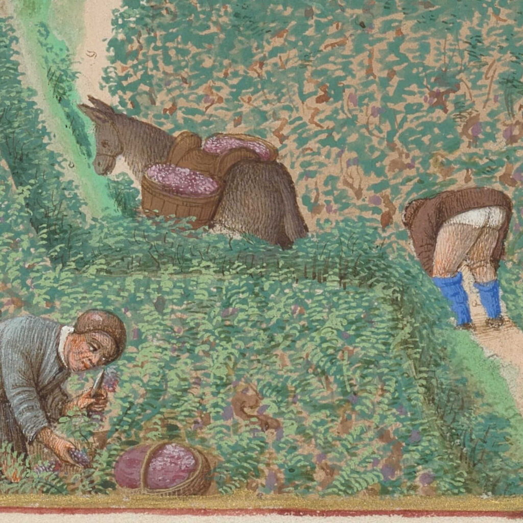 Limbourg brothers art: Limbourg brothers, September in Très Riches Heures du Duc de Berry, 1412–1416, Musée Condé, Chantilly, France. Detail.
