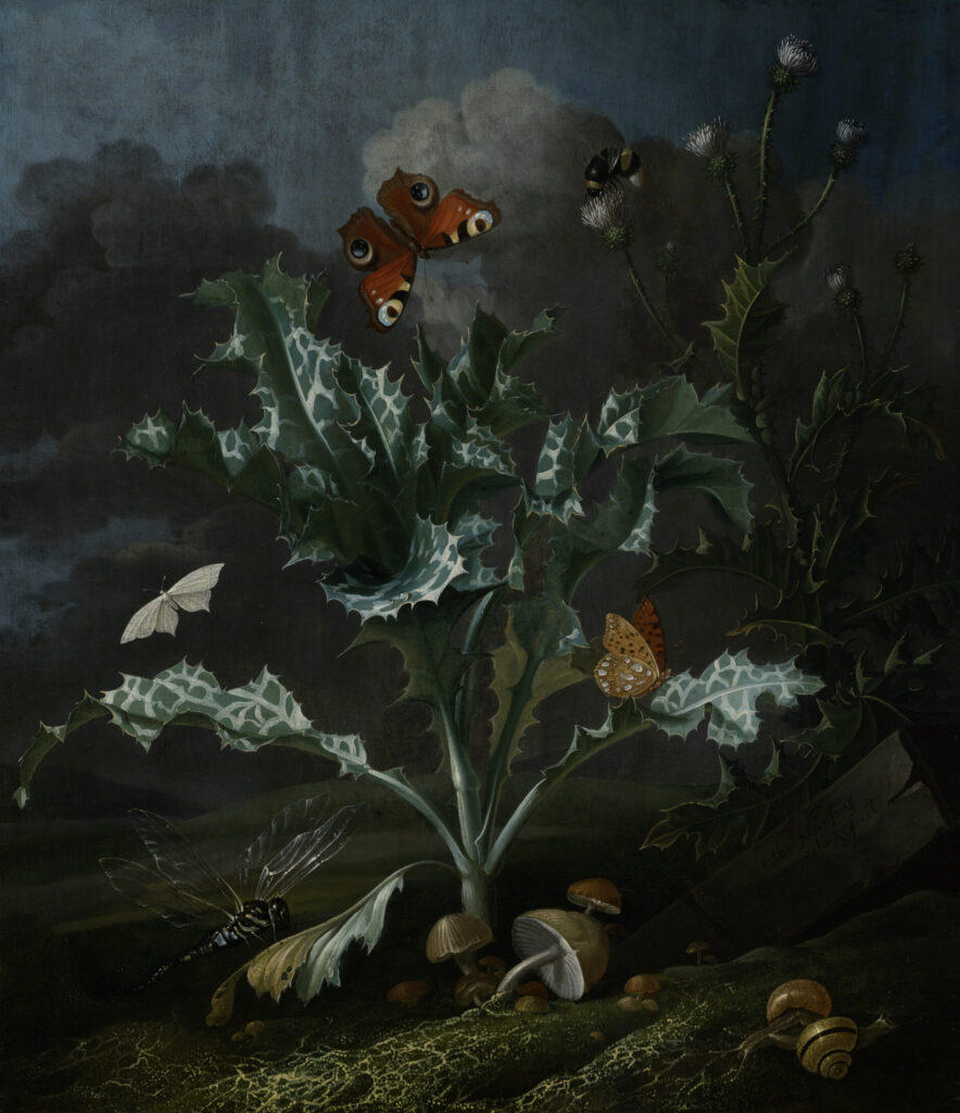 kraków artworks: Otto Marseus van Schrieck, Thistles and Butterflies (Sottobosco), c. 1670, National Museum in Kraków, Kraków, Poland.
