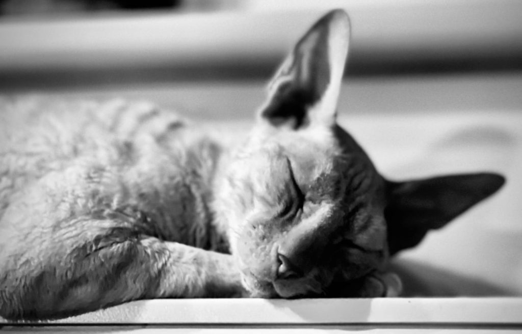 Cat Phaidon: Pwca the Cat. Photo by the author, 2026.
