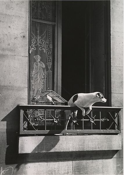 André Kertész: André Kertész, The Concierge’s Dog, Paris, 1929, Metropolitan Museum of Art, New York City, NY, USA.
