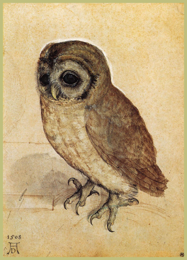 owl in art: Albrecht Dürer, Little Owl, 1508, Albertina, Vienna, Austria.

