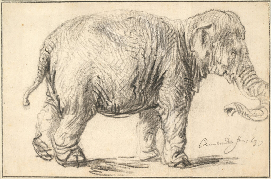 elephants in art: Rembrandt, An Elephant, 1637, Albertina, Vienna, Austria.
