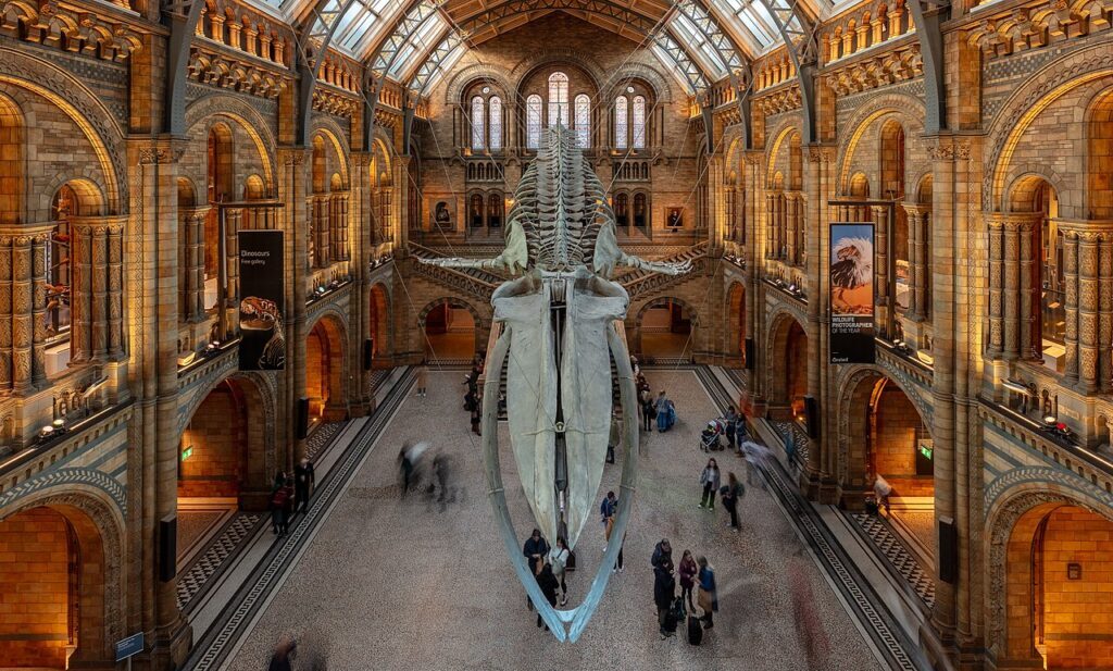 Natural History Museum: Interior of the Natural History Museum, London, UK. Photograph by Diego Delso via Wikimedia Commons (CC-BY-SA).
